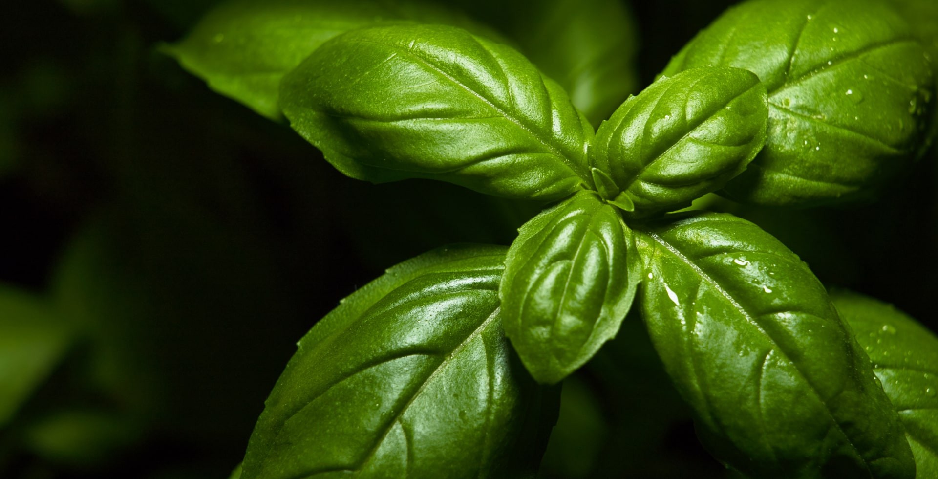 Basil
