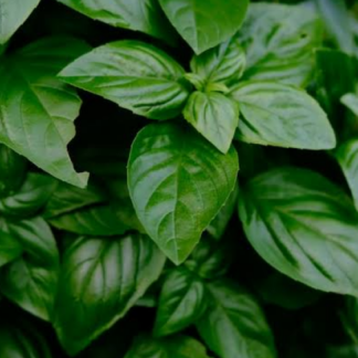 basil-farm-product
