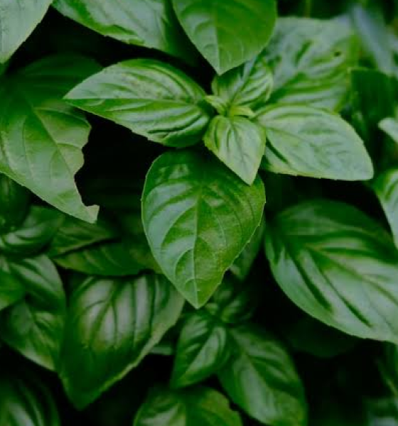 Basil One: The Ultimate Organic Basil for Health & Flavor
