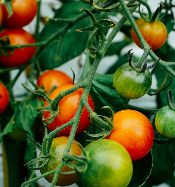 Tomato: The Juicy Superfood for Flavor & Nutrition